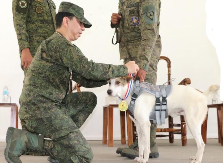 GOOD DOGS | VISCOM awards Military Working Dog Achievement Medals to Mugie and Puti